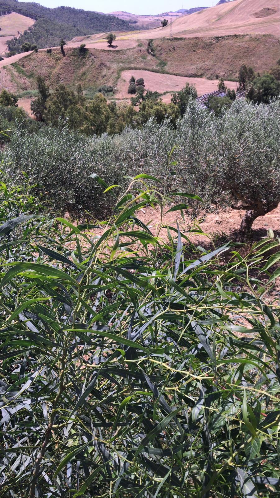 The Heart of the Mediterranean: How Olive Oil Tells Its Story