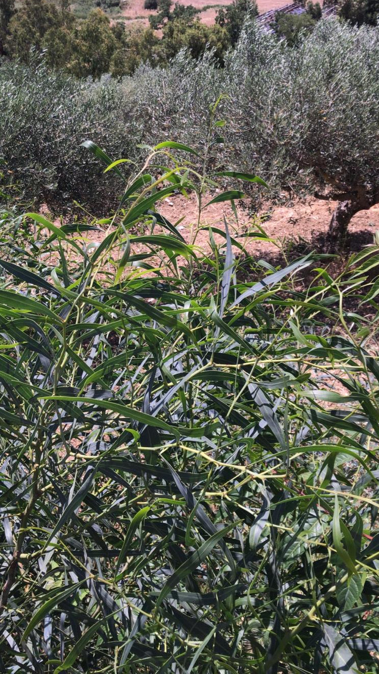 Sponsor an Olive Tree at Villa Fiorina